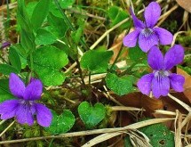 Χειμερινά φυτέματα Γράφει: η Φωτεινή Σγούρου, Γεωπόνος